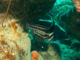 Spotted Drumfish IMG 5552